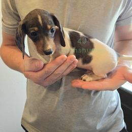 Dachshund Puppies from 4J Dachshunds