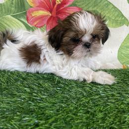 Shih Tzu Puppies from Aloha Shih Tzu