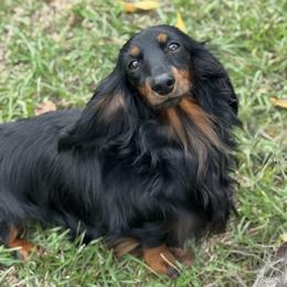 Mila - Dachshund