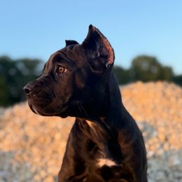 Toffee - Black female Cane Corso puppy in Russellville, Missouri from Soaring Royalty Canines LLC