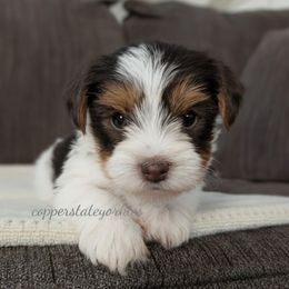 Hazel - Parti female Yorkshire Terrier puppy in Goodyear, Arizona from Copper State Yorkies