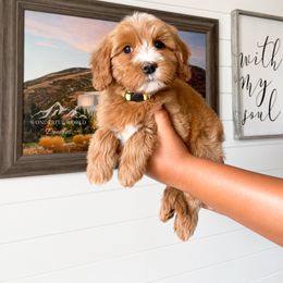 Bernedoodle and Cavapoo Puppies from Wonderful World Doodles