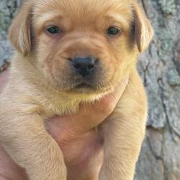 Narnia - Yellow female Labrador Retriever puppy in Clinton, New York from Skyline Hill Labradors