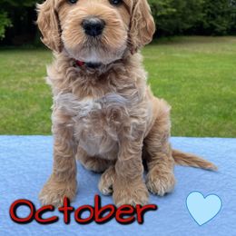 Australian Labradoodle Puppies from Lakeshore Labradoodles