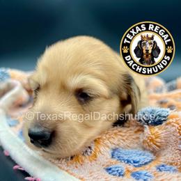 Mochi - Cream female Dachshund puppy in Houston, Texas from Texas Regal Dachshunds LLC