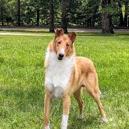 August - Collie