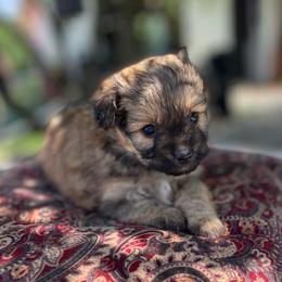 Petunia - Cream sable female Pomeranian puppy in Stuart, Virginia from Lil Aussie Posse