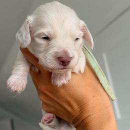Boy1 - Cream male Dachshund puppy in Martinsville, Virginia from Ana’s Beautiful Doxies