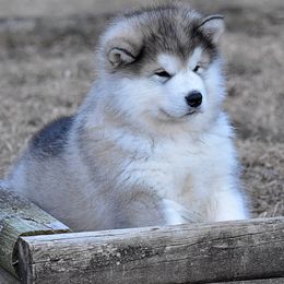 Alaskan Malamute Puppies from Sno-Ridge Alaskan Malamutes est 1972