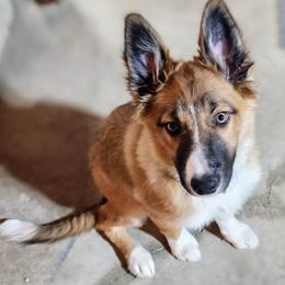 Border Collie Puppies from Lil Maine Border Collies