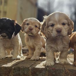Cockapoos and Cocker Spaniels from Susanna's Cockers