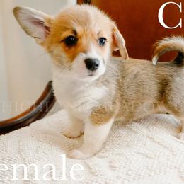 Cora - Red female Pembroke Welsh Corgi puppy in Bend, Oregon from Highland Meadow Corgis