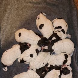 Wirehaired Pointing Griffon Puppies from Idaho Wirehaired Pointing Griffons