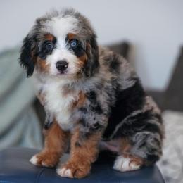 Melinda (socialization program student) - Merle female Bernedoodle puppy in Dundee, Ohio from Down Home Doodle