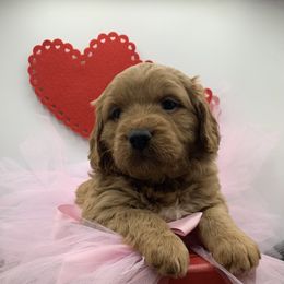 Girl 3 - Abby Cadabby - Red  Goldendoodle puppy in Waterford, Pennsylvania from Ruby’s Mini Goldendoodles