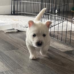 Light Blue - White male West Highland White Terrier puppy in Kuna, Idaho from Treasure Valley Idaho Westies