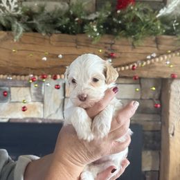 Opal - White female Havanese puppy in Reese, Michigan from Windy Hill Havanese