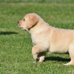 Labrador Retriever Puppies from Startop Labradors