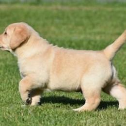 Labrador Retriever Puppies from Startop Labradors