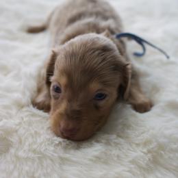 Clover - Dapple male Dachshund puppy in Morrow, Ohio from Courtney’s Colorful Doxies