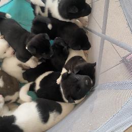 Akita Puppies from Gloe Akita's