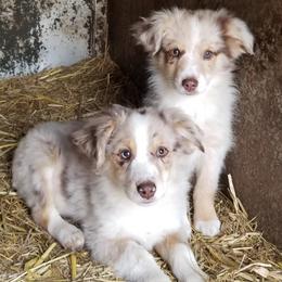 Miniature American Shepherds from Thomas Ranch