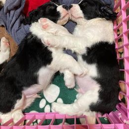English Springer Spaniel Puppies from RedDoor English Springer Spaniels