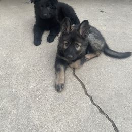 German Shepherd Puppies from Fancy GSDs