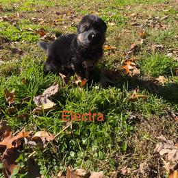 Red - Black and red female German Shepherd puppy in Wallkill, New York from Spitze German Shepherds