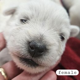 Sissy - White female West Highland White Terrier puppy in Mayo, Florida from Carrot Tails LLC