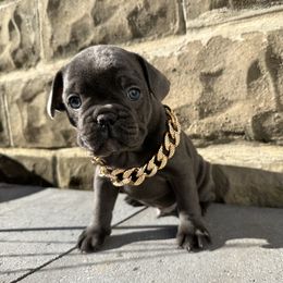 French Bulldog Puppies from French Connection Frenchies