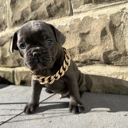 French Bulldog Puppies from French Connection Frenchies