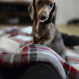JoJo - Dachshund