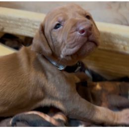 Lovie - Golden rust female Vizsla puppy in Plymouth, Minnesota from Carlson Vizslas