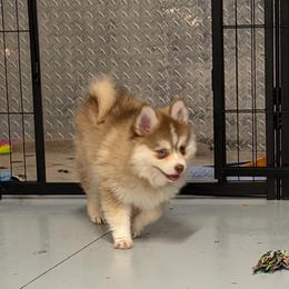 Paloma - Red and white female Pomsky puppy in Cave Creek, Arizona from Arizona Luxury Pomskies