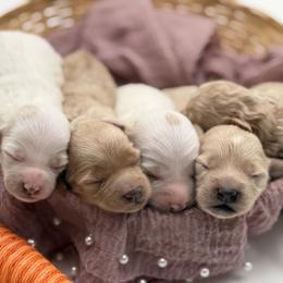 Havapoo puppies from Grassy Meadow Pups