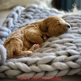 Poodle Puppies from Katie’s Standard Poodles