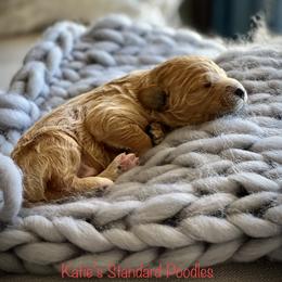 Poodle Puppies from Katie’s Standard Poodles