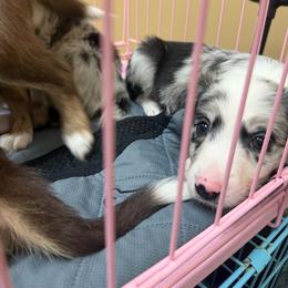 Zoey - Blue merle female Border Collie puppy in Decatur, Alabama from Phantom Border Collies