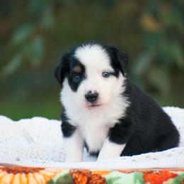 Poppy - Black tri female Miniature American Shepherd puppy in Chocowinity, North Carolina from Foxtail Hollow