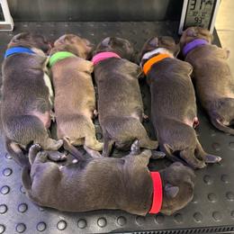 Red Collar - Blue brindle male American Bully puppy in Easton, Maryland from Night Court Bullies