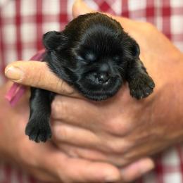 Orchid collar - Black female Shih Tzu puppy in Berkeley Springs, West Virginia from Sandridge Shih Tzus