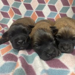 Boy 3 - male Soft Coated Wheaten Terrier puppy in Nokomis, Illinois from Windhill Wheatens