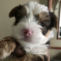 Yorkshire Terrier Puppies from FiFi-s Pups