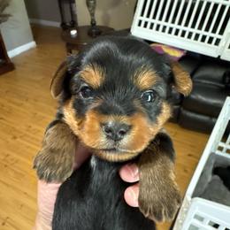 Mama's runt - Black and tan male Yorkshire Terrier puppy in Killen, Alabama from Yorkie Oodle Doodle