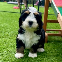 Winnie - Tri-color male Bernedoodle puppy in Royse City, Texas from Platinum Bernedoodles of Texas