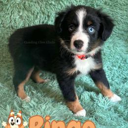 Bingo - Black tri female Miniature American Shepherd puppy in Millington, Tennessee from Goading Glee Glade