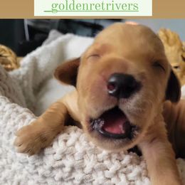 Golden Retriever Puppies from Country Road Golden Retrievers