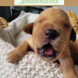 Golden Retriever Puppies from Country Road Golden Retrievers