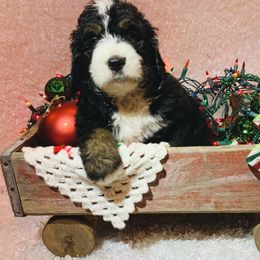 Bernedoodle Puppies from Moose Tracks Bernedoodles